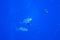 Caranginae