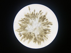 Cryptovalsa prominens