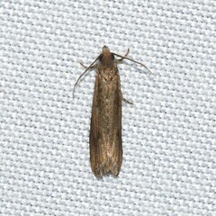 Bactra