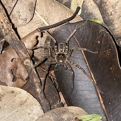 Heteropoda