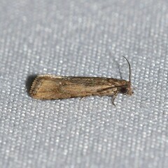 Bactra