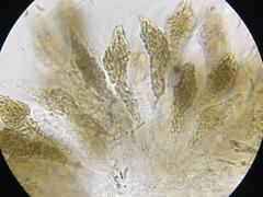 Cryptovalsa prominens