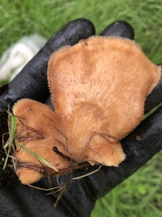 Polyporus