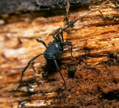 Nemastoma bimaculatum