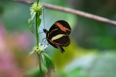 Heliconius besckei