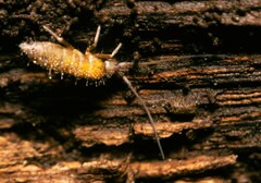 Pogonognathellus longicornis