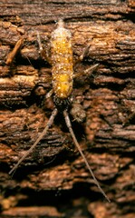 Pogonognathellus longicornis