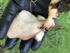 Polyporus