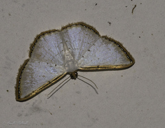 Leuciris fimbriaria