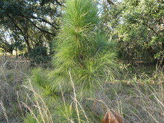 Pinus elliottii