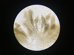 Cryptovalsa prominens
