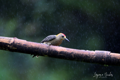 Melanerpes hoffmannii