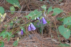 Adenophora polyantha scabricalyx