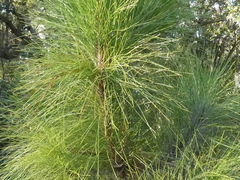 Pinus elliottii
