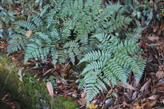 Diplazium kawakamii