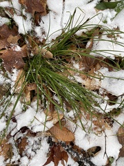Carex pedunculata