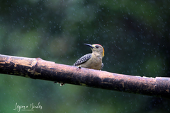 Melanerpes hoffmannii