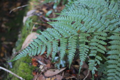 Diplazium kawakamii