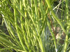Pinus elliottii