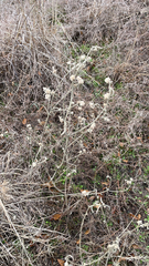 Pseudognaphalium obtusifolium