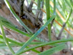 Pinus elliottii