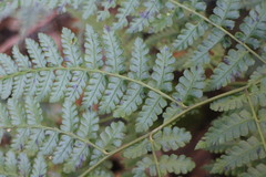 Diplazium kawakamii
