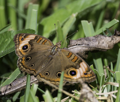 Junonia zonalis