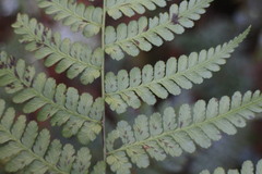 Diplazium kawakamii