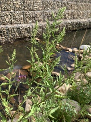 Dysphania ambrosioides