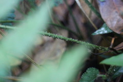 Diplazium kawakamii