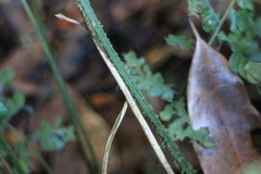 Diplazium kawakamii