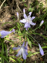 Agapanthus praecox