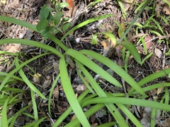 Agapanthus praecox