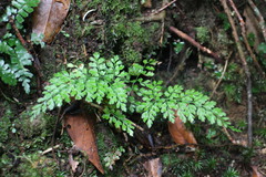 Dryopteris diffracta