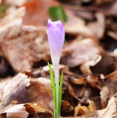 Crocus heuffelianus