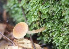 Mycena renati