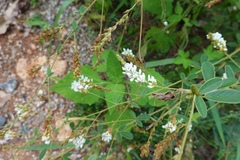 Lespedeza tomentosa