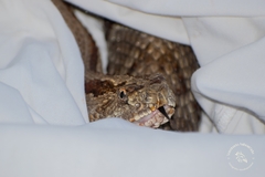 Crotalus tzabcan