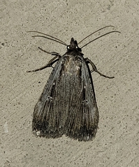 Tathorhynchus exsiccata