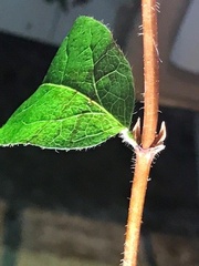 Lonicera villosa