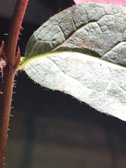 Lonicera villosa