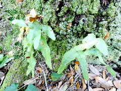 Phlebodium aureum