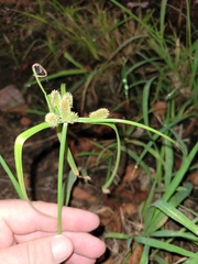 Cyperus cyperoides
