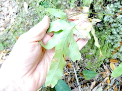 Phlebodium aureum
