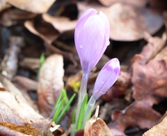 Crocus heuffelianus