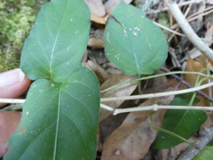 Phlebodium aureum
