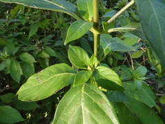 Ruellia caroliniensis