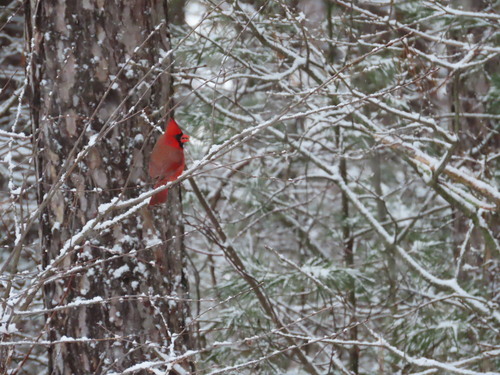 Northern Cardinal photographed in Maine