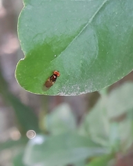 Microchrysa