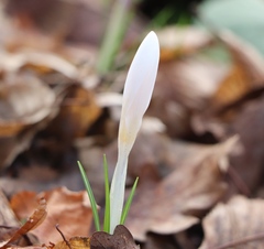 Crocus heuffelianus